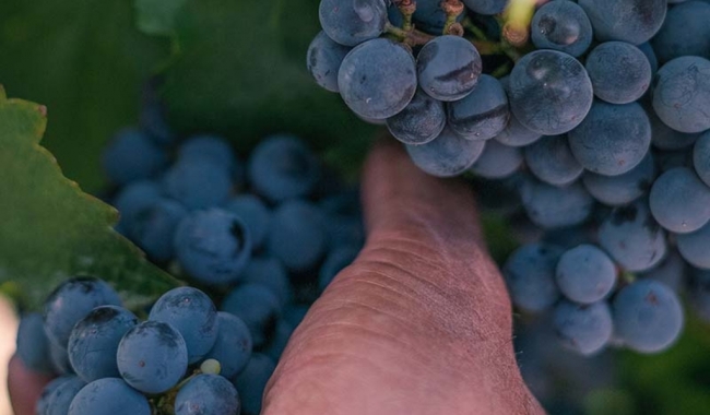 Bodegas Boutique en Mendoza