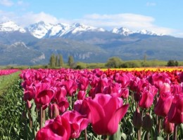 Temporada de Tulipanes patag�nicos